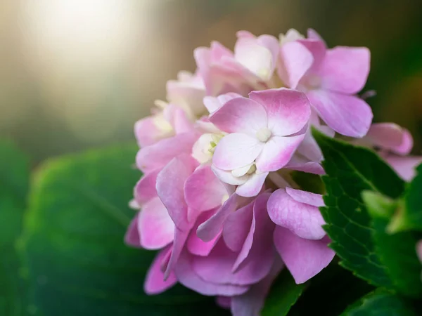 Close Pink Hydrangea Flower Light — Stock Photo, Image