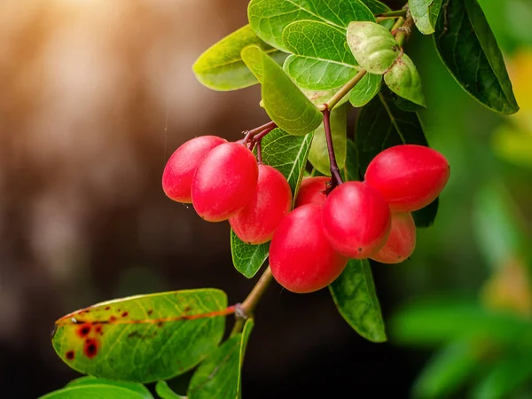 Cerca Karanda Carunda Fruto Espinoso Cristo Carissa Carandas Árbol Con — Foto de Stock