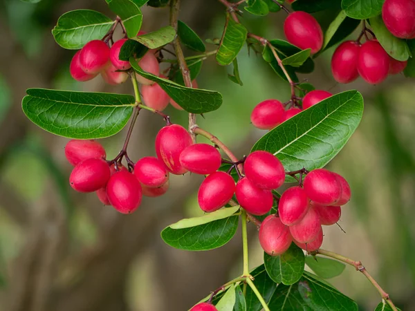 Karanda Carunda Oder Christusdornfrucht Carissa Carandas Auf Baum — Stockfoto