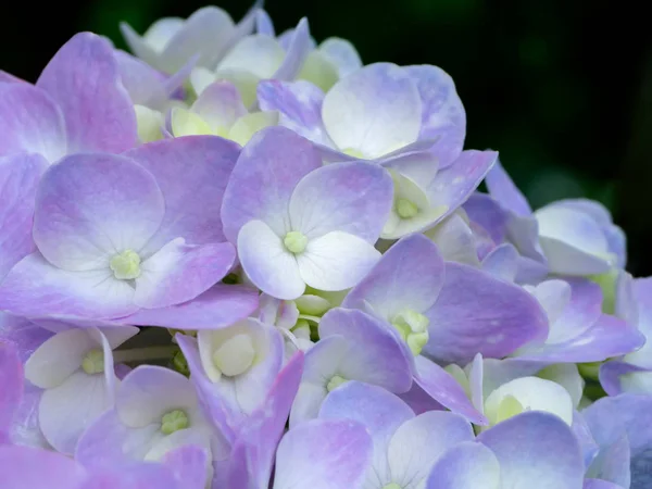 Beyaz Kapatın Ortanca Çiçek Pembe — Stok fotoğraf