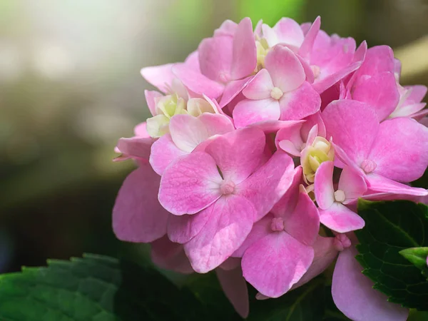 Nahaufnahme Rosa Hortensienblüte Mit Sonnenlicht — Stockfoto