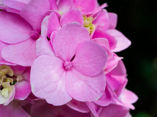 Nahaufnahme Rosa Hortensienblüte — Stockfoto