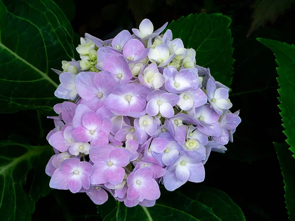 Close Hydrangea Flower Dark Background — Stock Photo, Image