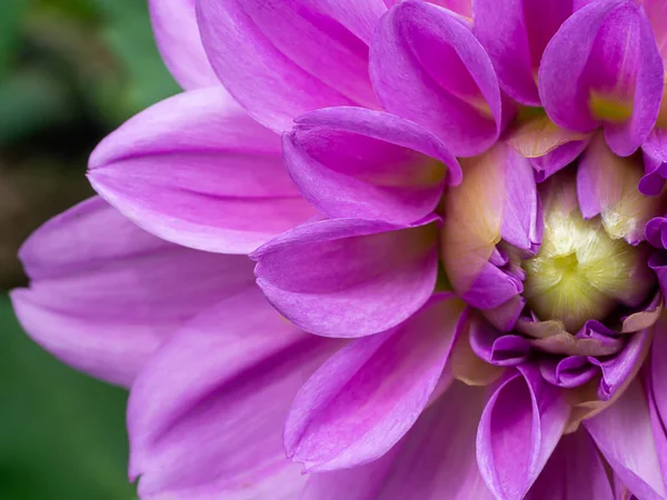 Nahaufnahme Der Dahlienblüte — Stockfoto