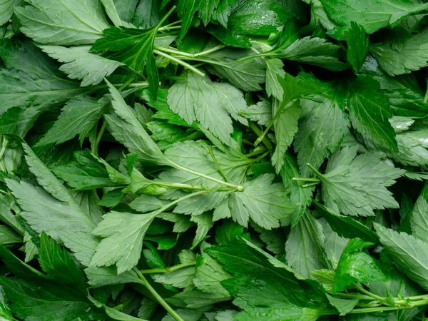 White Mugwort Plant Artemisia Lactiflora Background — Stock Photo, Image