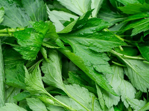 White Mugwort Plant Artemisia Lactiflora Background — Stock Photo, Image