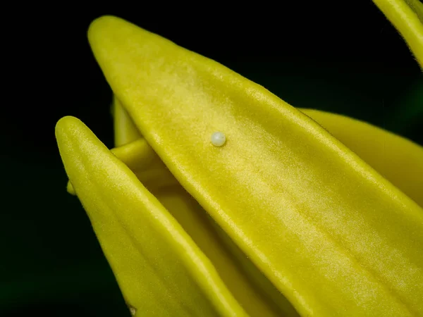 Яйца Бабочки Лепестках Желтых Цветов — стоковое фото
