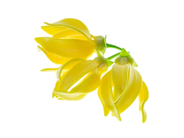 Fleurs Parfumées Escalade Ylang Ylang Ilang Ilang Manorangini Hara Champa — Photo