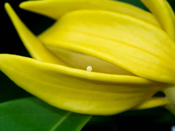 Butterfly Eggs Yellow Flower Petals — Stock Photo, Image
