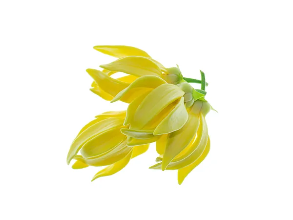 Pachnące Kwiaty Wspinaczki Ylang Ylang Ilang Ilang Manorangini Hara Champa — Zdjęcie stockowe