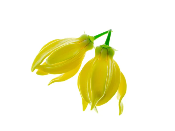 Fleurs Parfumées Escalade Ylang Ylang Ilang Ilang Manorangini Hara Champa — Photo