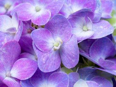 Pembe ortanca çiçek kadar kapatın.