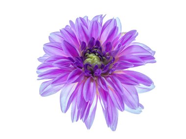 Yıldız çiçeği çiçek beyaz arka plan üzerinde Kapat.