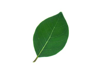 Beyaz arka plan üzerinde Vitex trifolia bitkisinin yaprak kadar kapatın.