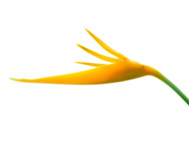 Heliconia çiçek beyaz arka plan üzerinde kapatın