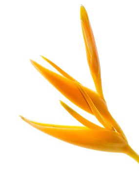 Heliconia çiçek beyaz arka plan üzerinde kapatın