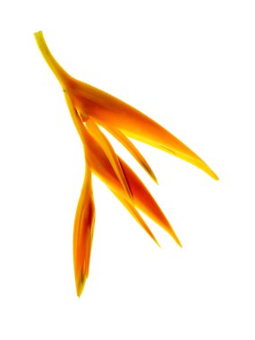 Heliconia çiçek beyaz arka plan üzerinde kapatın