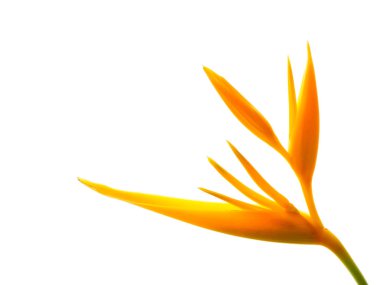 Heliconia çiçek beyaz arka plan üzerinde kapatın