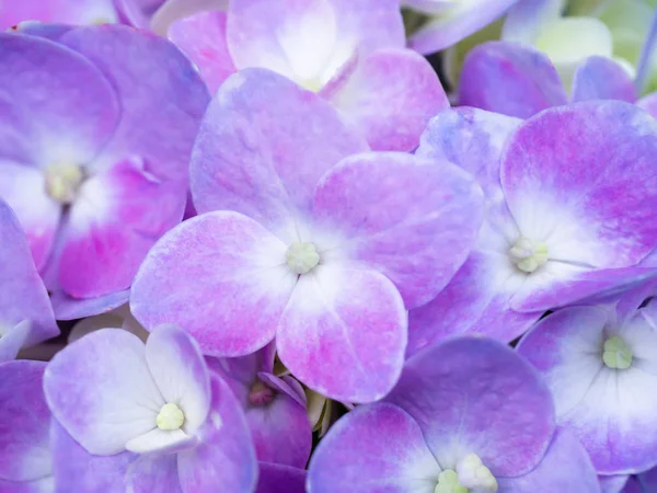 Makro Snímek Zblízka Květ Hortenzie — Stock fotografie