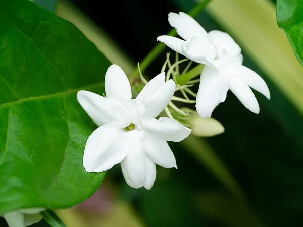 Zblízka Bílá Jasmínová Květina — Stock fotografie