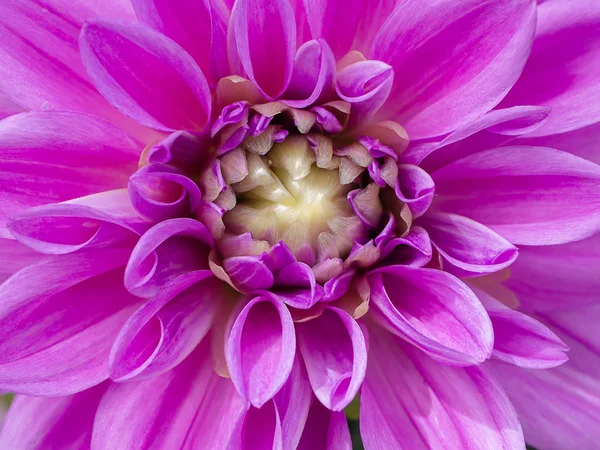 Zblízka Dahlia Květiny — Stock fotografie