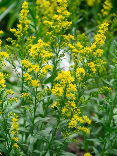 Gros Plan Sur Fleur Solidago Canadensis — Photo