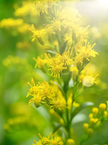 Nahaufnahme Der Blüte Solidago Canadensis Sanftem Licht — Stockfoto