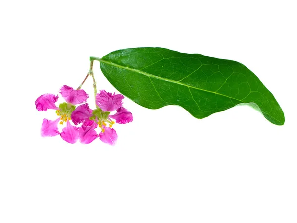 Bliska Kwiat Barbados Lub Wiśni Acerola Malpigia Granatolistna Białym Tle — Zdjęcie stockowe