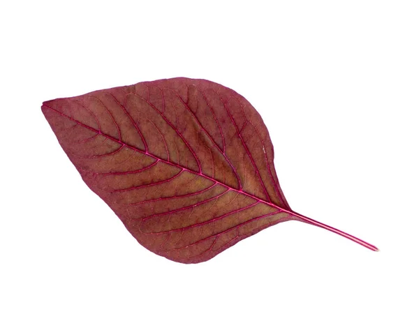 Красный Лист Амаранта Amaranthus Lividus Белом Фоне — стоковое фото
