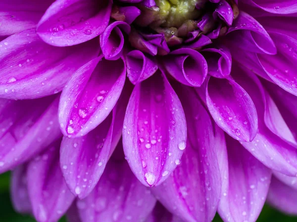 Petali Ravvicinati Fiore Dalia Con Gocciolina Acqua — Foto Stock