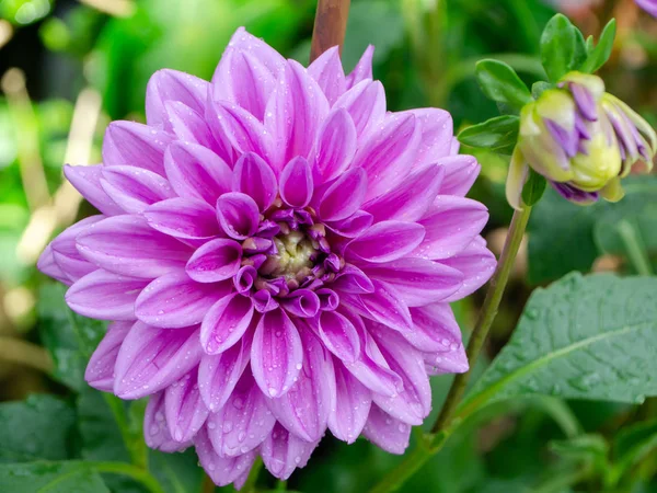 Close Dahlia Flower Water Droplet Petals — Stock Photo, Image