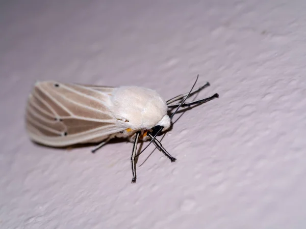 Close Moth Wall — Stock Photo, Image