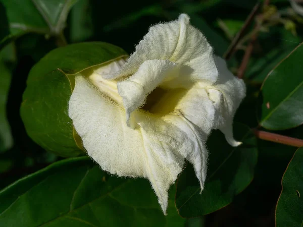 Close Gac Fruit Flower Momordica Cochinchinensis — Stock Photo, Image