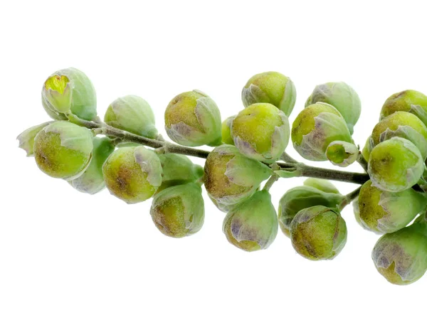 Close Seeds Vitex Trifolia Plant White Background — Stock Photo, Image