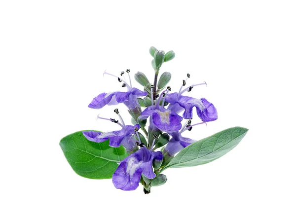 Close Van Bloem Van Vitex Trifolia Plant Witte Achtergrond — Stockfoto