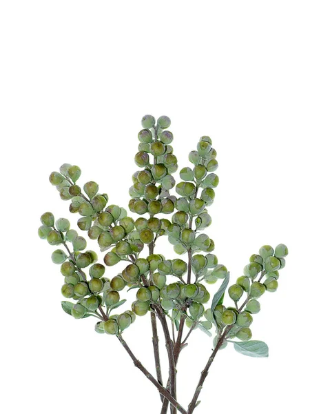 Nahaufnahme Von Samen Der Vitex Trifolia Pflanze Auf Weißem Hintergrund — Stockfoto