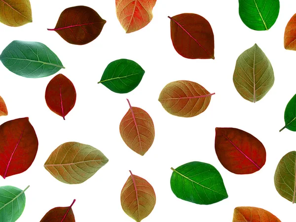 Закрыть Осенний Лист Растения Vitex Trifolia Белом Фоне — стоковое фото