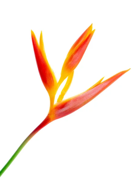 Close Heliconia Blume Auf Weißem Hintergrund — Stockfoto