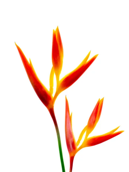 クローズ アップ ホワイト バック グラウンドのヘリコニアの花 — ストック写真