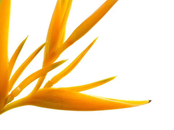 Закрыть Пыльцу Цветка Желтой Геликонии Белом Фоне — стоковое фото