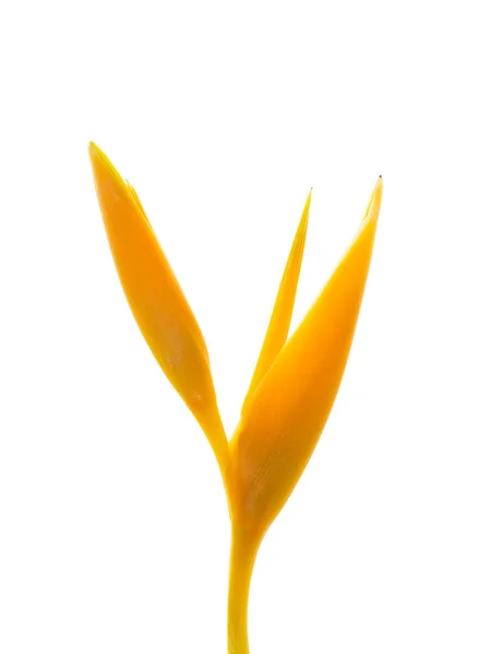 Flor Heliconia Sobre Fondo Blanco —  Fotos de Stock