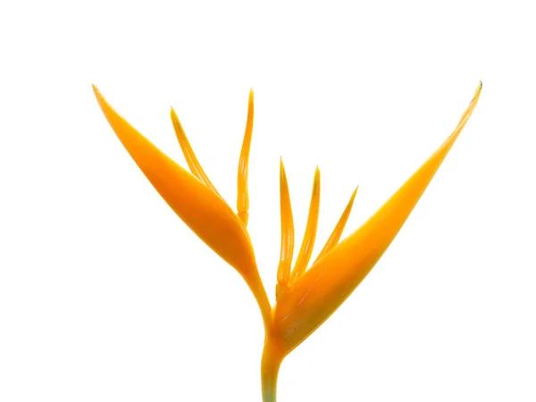 Закрыть Heliconia Цветок Белом Фоне — стоковое фото