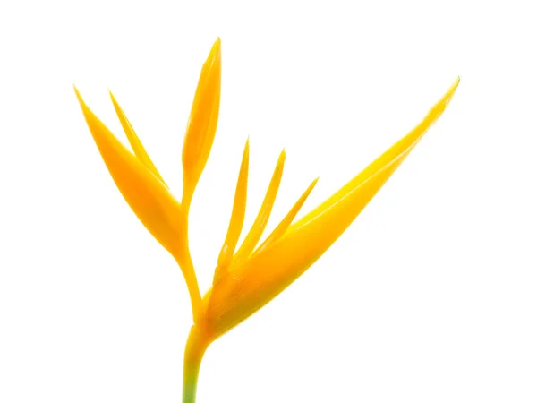 Heliconia Çiçek Beyaz Arka Plan Üzerinde Kapatın — Stok fotoğraf