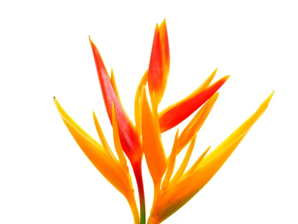 Gros Plan Heliconia Fleur Sur Fond Blanc — Photo