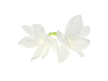 Beyaz arka plan üzerinde beyaz Yasemin çiçeği izole, yakın çekim.