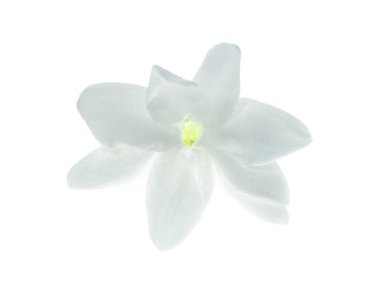 Beyaz arka plan üzerinde beyaz Yasemin çiçeği izole, yakın çekim.