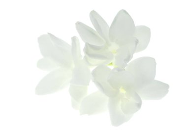 Beyaz arka plan üzerinde beyaz Yasemin çiçeği izole, yakın çekim.