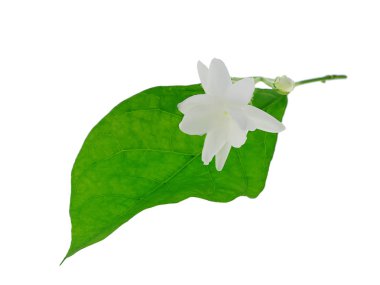 Beyaz yasemin çiçek yaprak izole beyaz arka plan üzerinde ile yakın çekim.