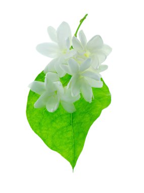 Beyaz arka plan üzerinde beyaz Yasemin çiçeği izole, yakın çekim.