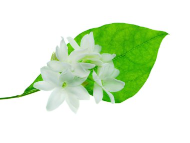 Beyaz arka plan üzerinde beyaz Yasemin çiçeği izole, yakın çekim.